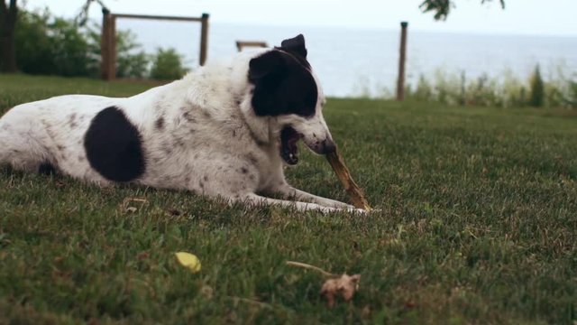 Happy dog plays with stick in backyard in slow motion