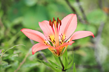 Naklejka premium Closeup view of a wild tiger lily