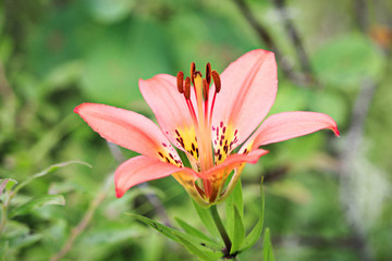 Closeup view of a wild tiger lily
