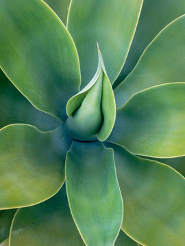 Top Down View Of Large Green Succulent Plant.