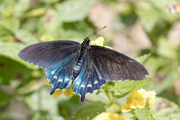 Obraz premium Pipevine Swallowtail Butterfly - Battus philenor