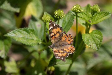 Painted Lady Butterfly - Vanessa cardui