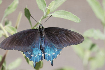 Pipevine Swallowtail Butterfly -  Battus philenor