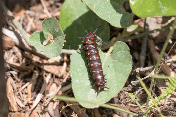 Pipevine Swallowtail Butterfly Caterpillar -  Battus philenor
