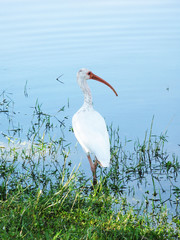 Florida Egret Bird Standing or Posing by the Lake
