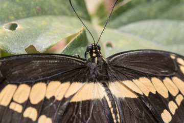 Giant Swallowtail Butterfly -  Papilio cresphotes