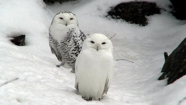 Big winter for Snowy Owls unlikely ... Snowy owl, Owl, Animals beautiful