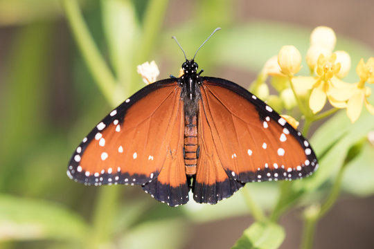 Queen Butterfly - Danaus gillipus