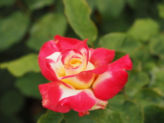 Red Tipped Rose Bud Opening