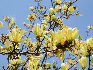 yellow magnolia tree blossom