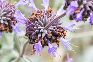 Cleveland Sage also known as California Blue Sage  - Salvia clevelandii