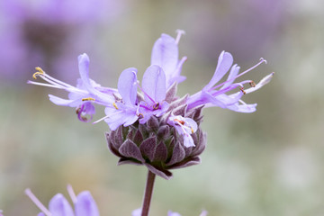 Cleveland Sage also known as California Blue Sage  - Salvia clevelandii