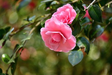 ひっそりと咲く満開のツバキの花