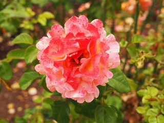Pink Speckled Rose
