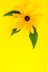 Yellow flower on bright background, space for text