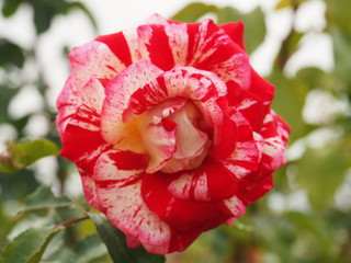 White and Red Rose