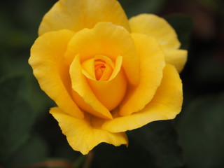 Yellow Rosebud Opening