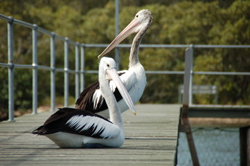 Pelicans near Pelican Island in the area of Brisbane Waters in New South Wales / Australia