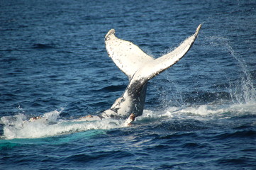Fluke of a humpback whale off the coast of Sydney only about 500 metres (1500 feet) from shore. Shot in September.