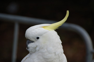 Sulfur crested Cockatoo in Sydney/Australia