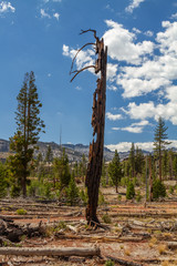 Dead Tree Trunk Standing Amidst a Burned Out Forest, Mammoth Lakes, Mono County, California, USA