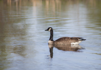 Obraz premium Canadien Goose is the water 