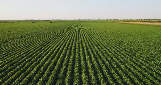 Aerial shot of green soybean field at agricultural farm.