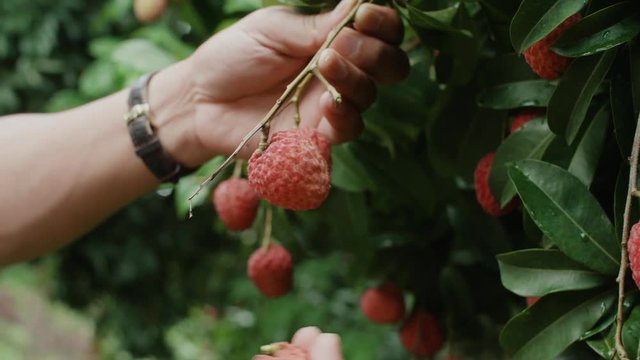 Hands take out a red skin litchi fruit from a brunch of a litchi tree