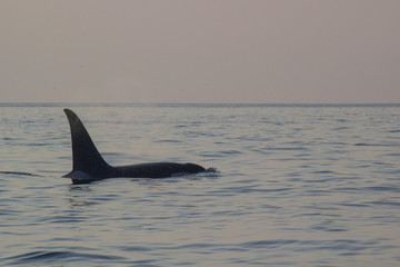 Fototapeta premium Orca in Sunset