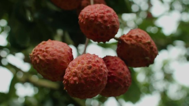 Close up on a litchi fruit with red skin hanging on the tree brunch under green leaves