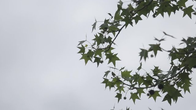 leaves of a tree with sky background
