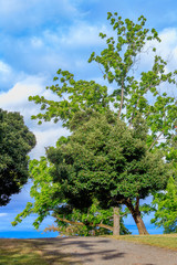 trees against blue sky in summer