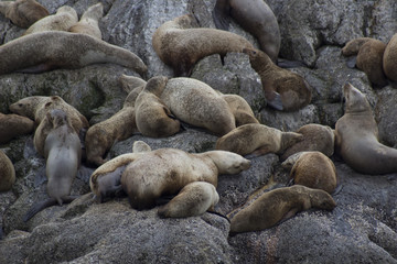 Fototapeta premium Sea Lions