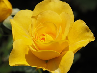 Yellow Rosebud Opening