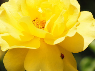 Fototapeta na wymiar Ladybug on Yellow Rose