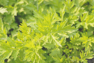 ヨモギ　春　素材