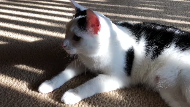Cat chasing the sunlight