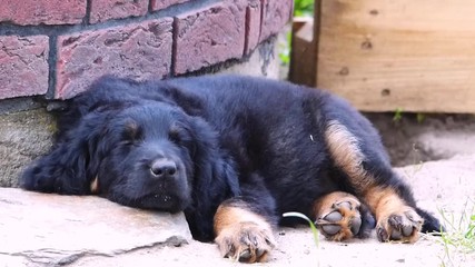 Search Photos Hovawart