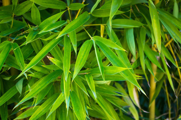 leaves and trunks of young bamboo on a dark background