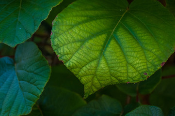 Naklejka na ściany i meble Green kiwi leaves on the vine, close up