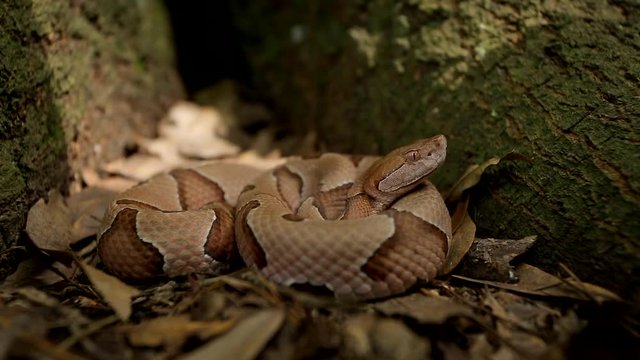A Southern Copperhead, Agkistrodon contortrix contortrix, coiled next to a tree trunk flicking it's tongue twice to test the air for the scent of it's prey.