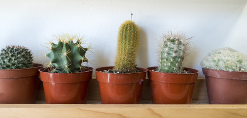 Five little succulent cactus plants on a shelf
