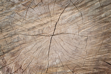 Close up section of old tree stump, wooden texture for background and design art work.