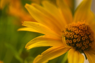 bouquet of bright yellow flowers Heliopsis helianthoides