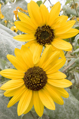 Sunflower in Spring