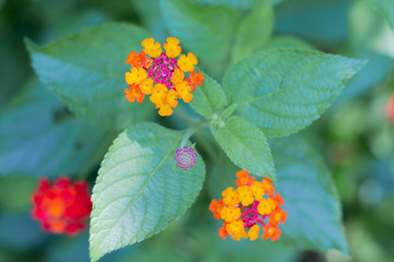 Red and Yellow Flower