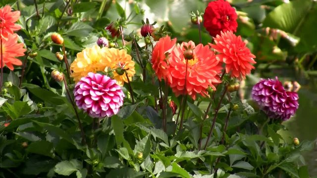 Dahlia flower garden floating on the water