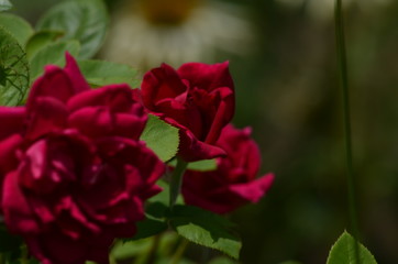 rose garden