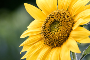 Naklejka premium Sunflower in Spring
