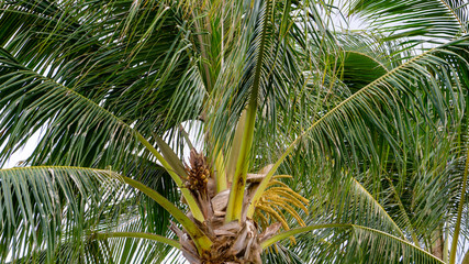 Obraz na płótnie Canvas Coconut Tree 2